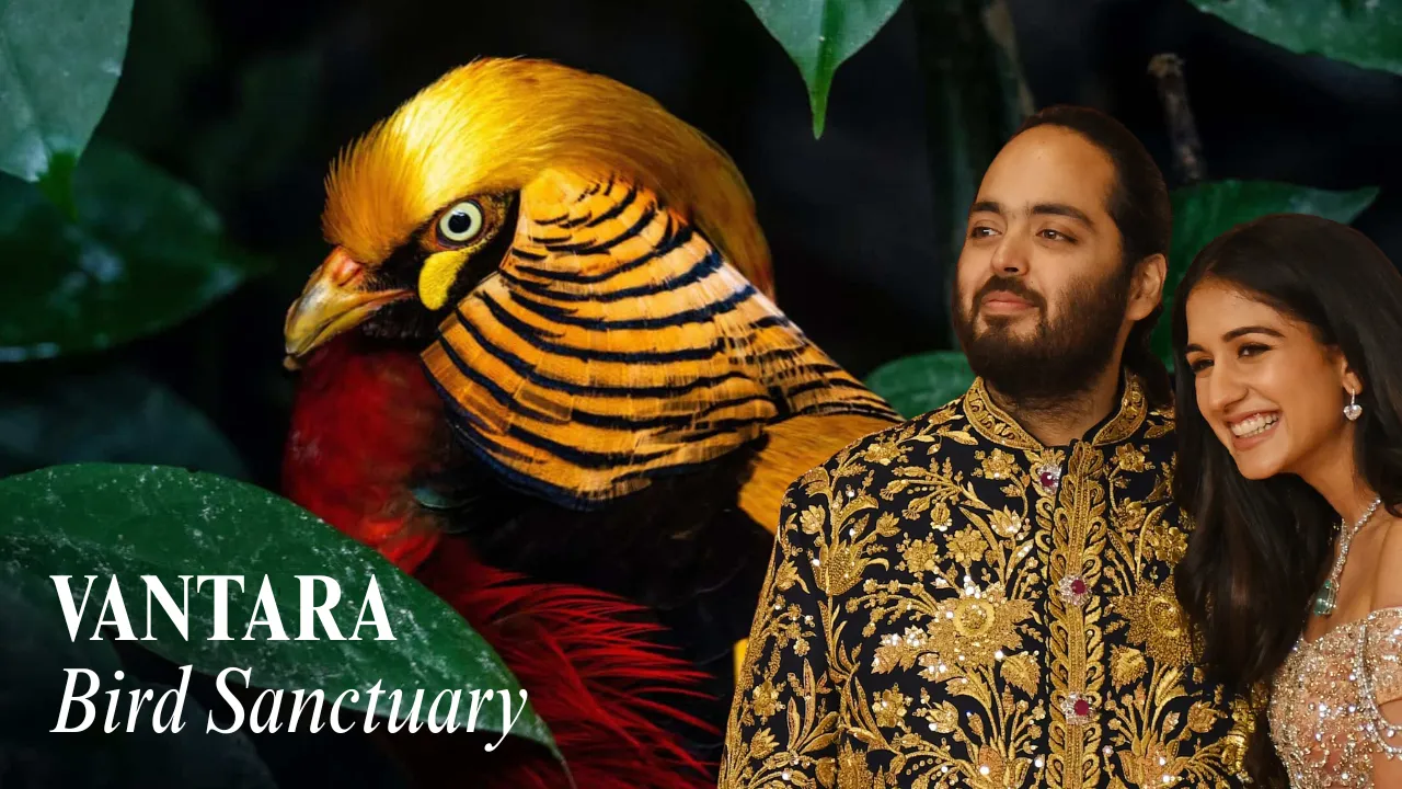 Vantara, Anant Ambani Mega Safe Home for Birds and Wildlife!