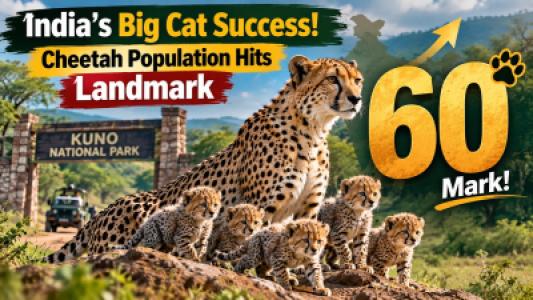 India Big Cat Success Cheetah Population Hits Landmark 60 Mark