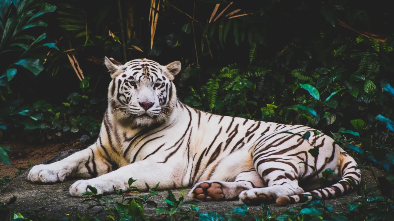 International Tiger Day, Celebrating Our Big Cats and Why We Must Save Them