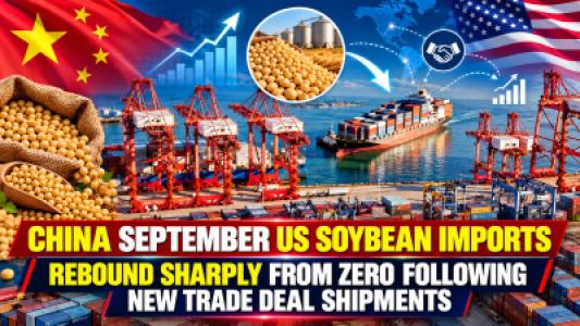 China September US Soybean Imports Rebound Sharply From Zero Following New Trade Deal Shipments