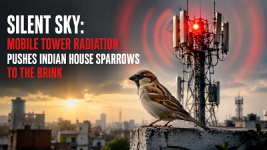 Silent Sky Mobile Tower Radiation Pushes Indian House Sparrows to the Brink