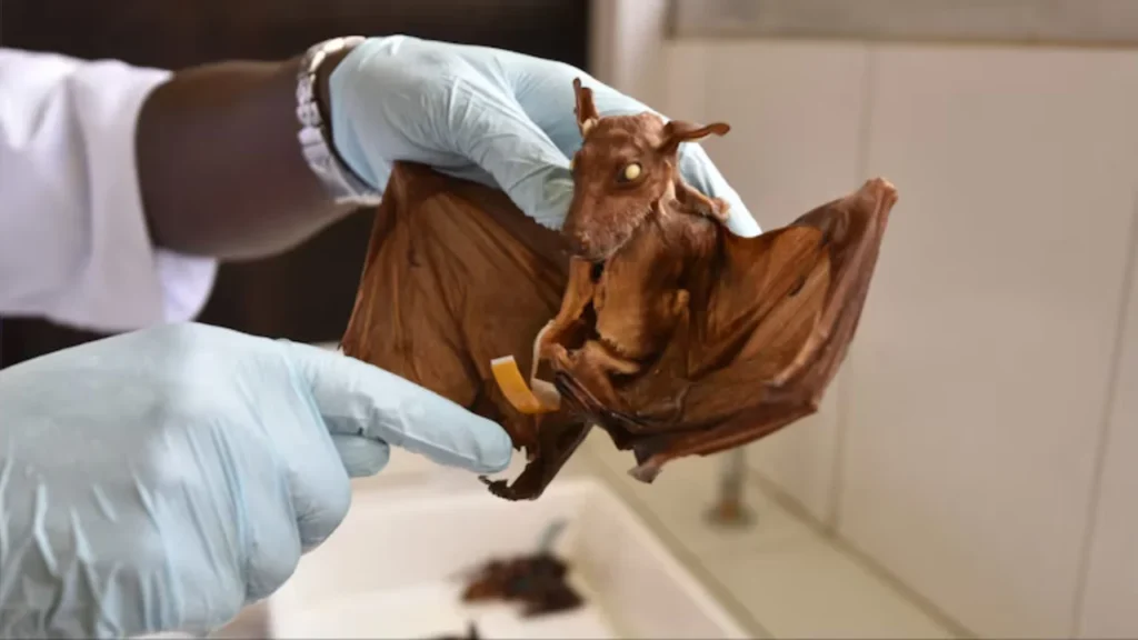 Australian Man Dies After Rare Rabies-Like Infection From Bat Bite