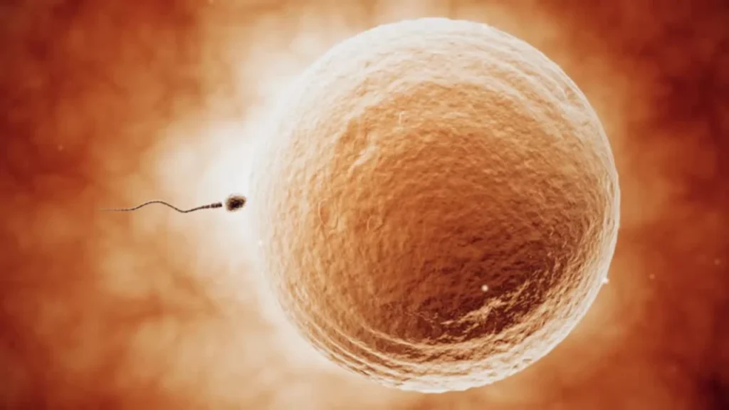 Lab-Grown Human Sperm and Eggs
